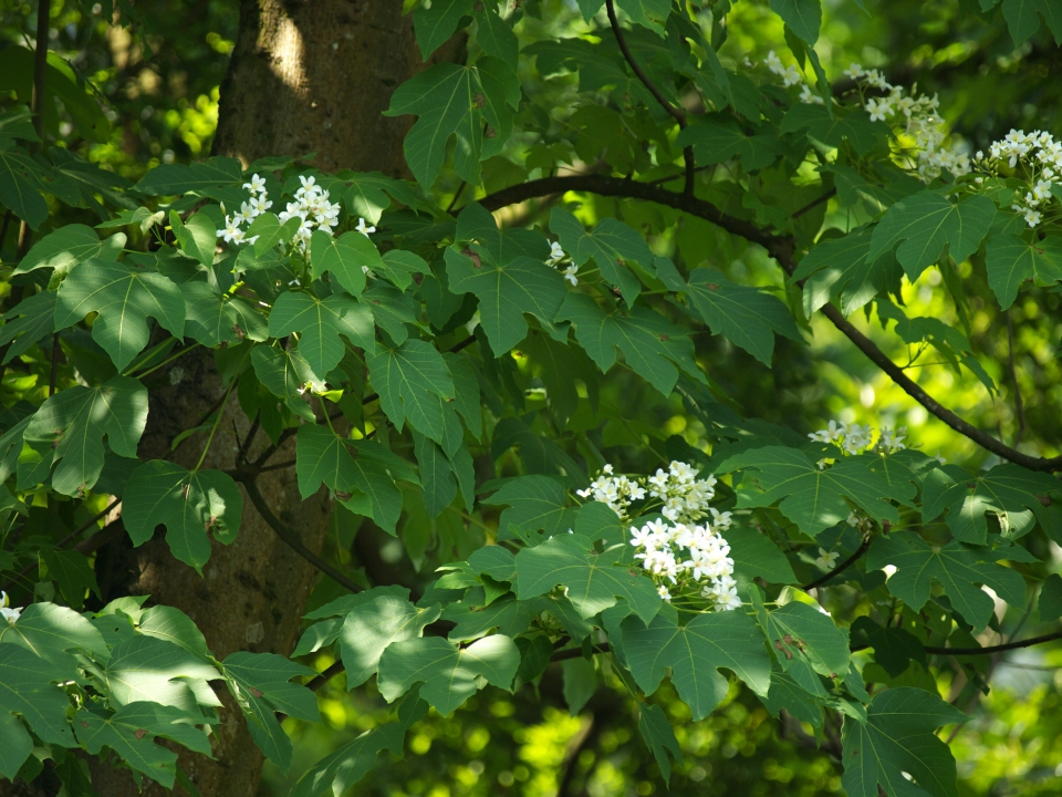 Vernicia fordii