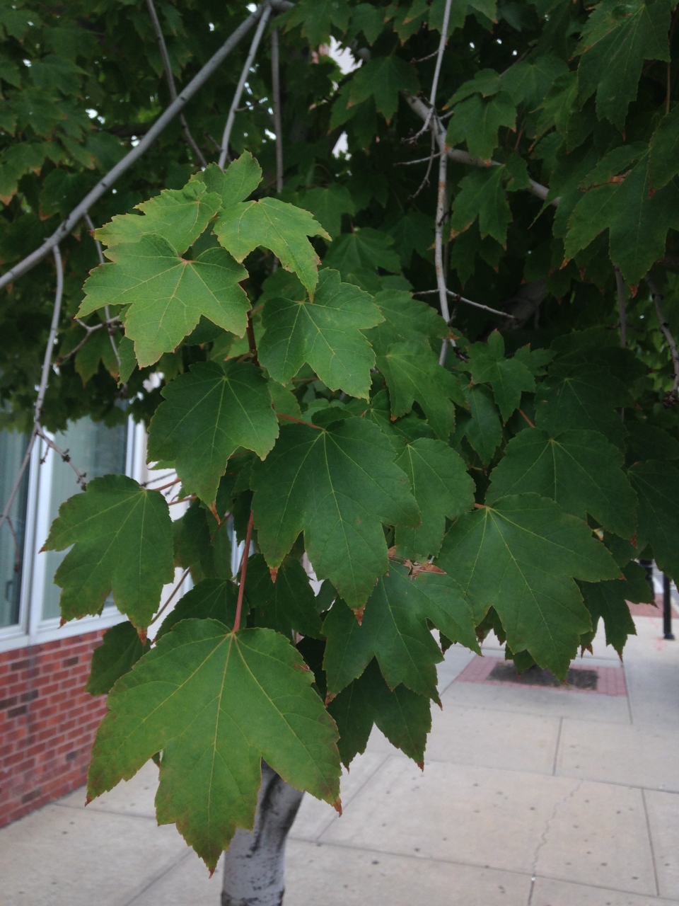 Acer rubrum