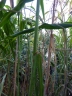 Sorghum bicolor