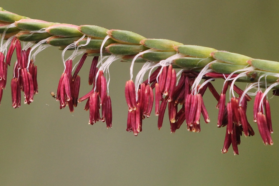 Tripsacum dactyloides