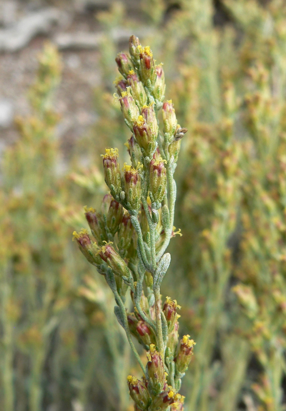 Artemisia nova