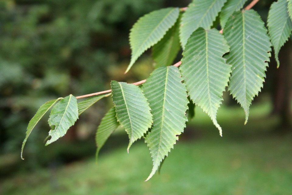 Acer carpinifolium