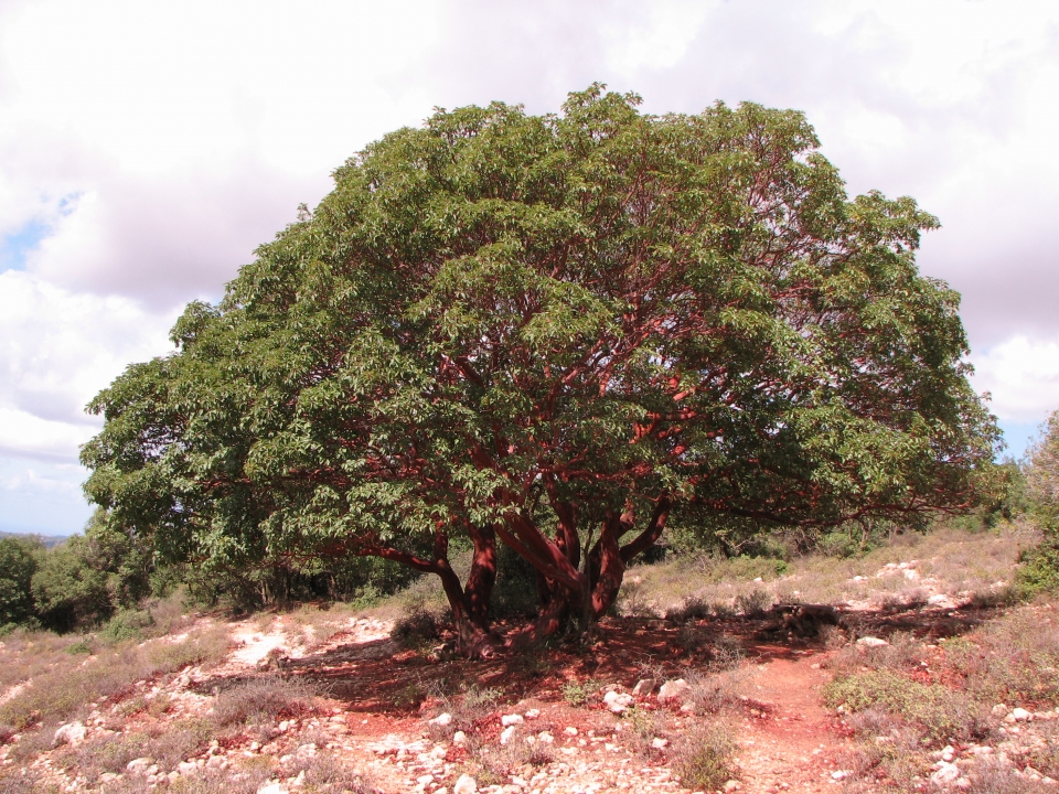 Arbutus andrachne