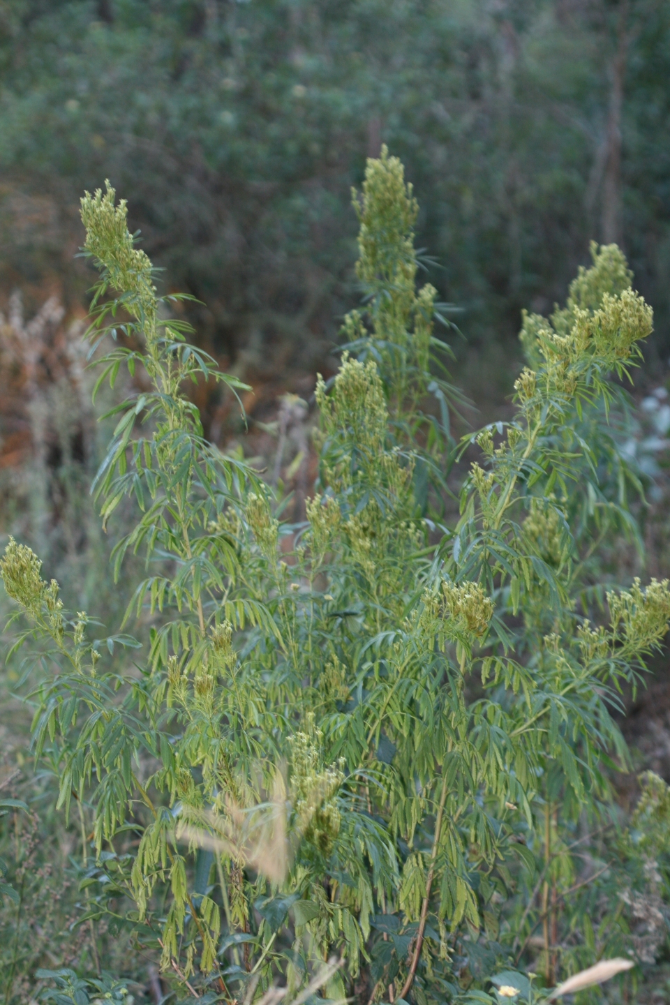 Tagetes minuta