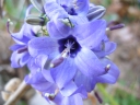 Campanula versicolor