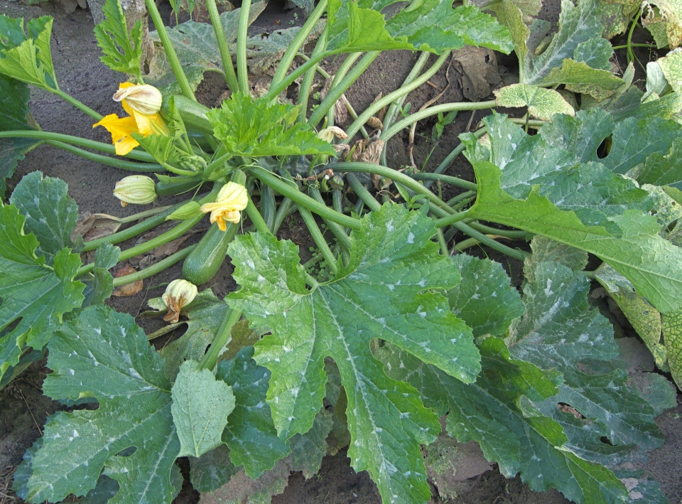 Cucurbita pepo