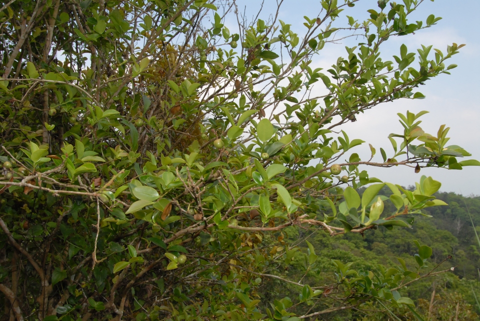 Camellia oleifera