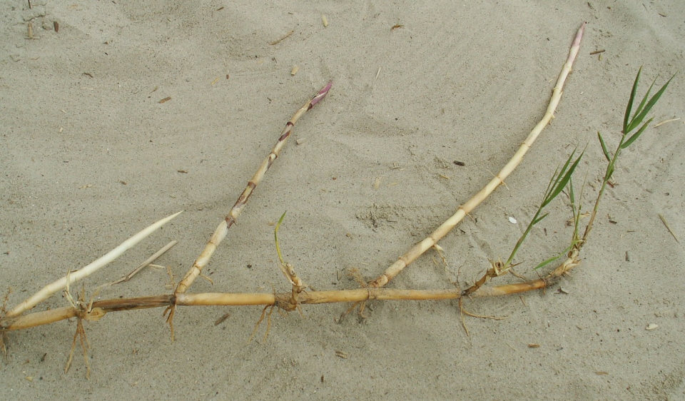 Phragmites australis