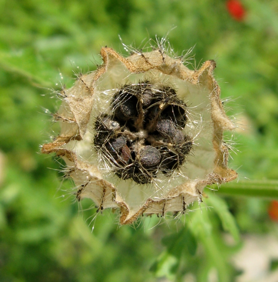 Hibiscus trionum