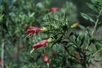 Eremophila maculata