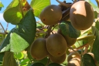 Actinidia chinensis