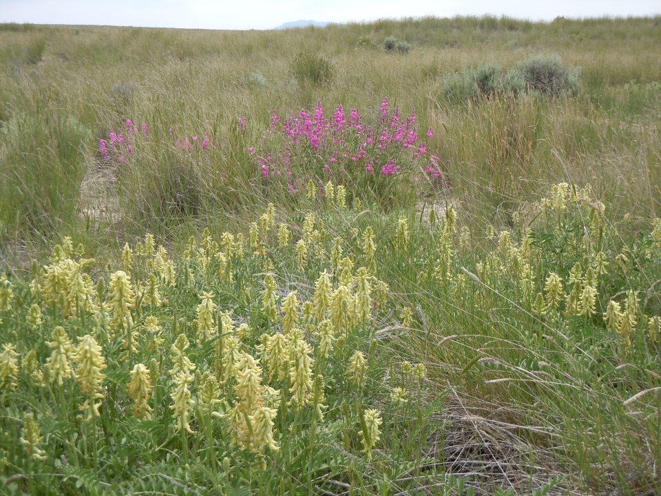 Astragalus canadensis