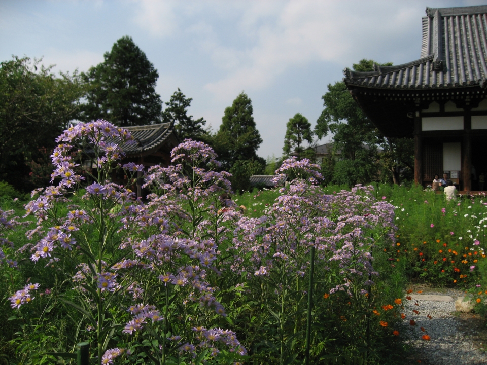 Aster tataricus