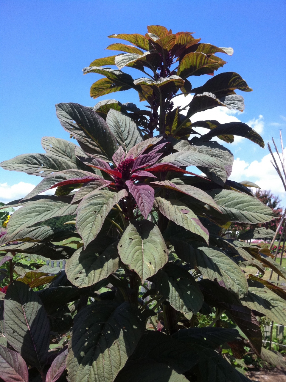 Amaranthus cruentus