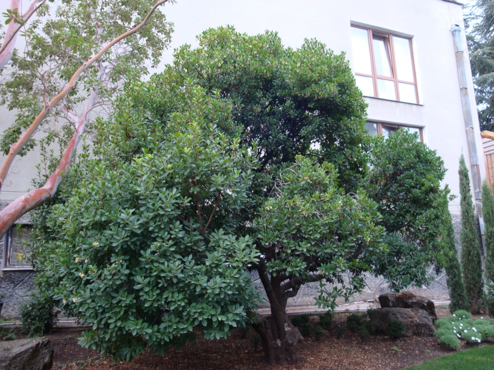 Arbutus unedo