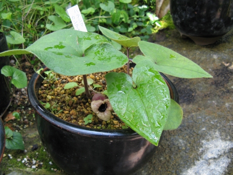 Asarum hatsushimae