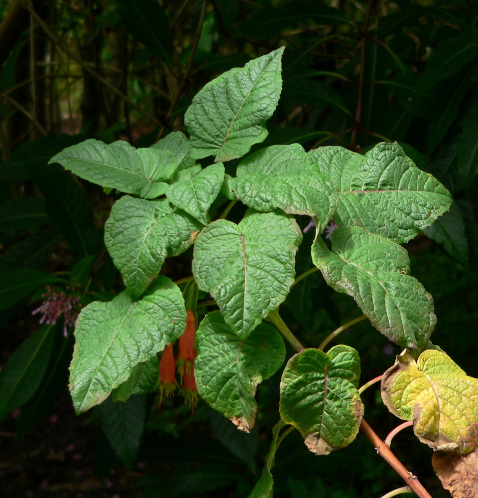 Fuchsia splendens