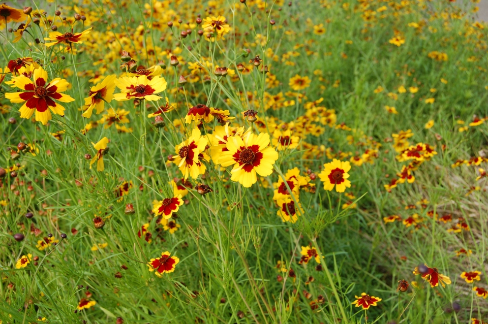 Coreopsis tinctoria