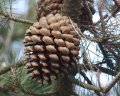 Pinus radiata