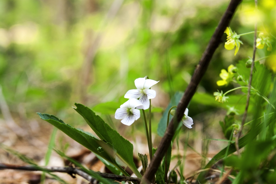 Viola patrinii