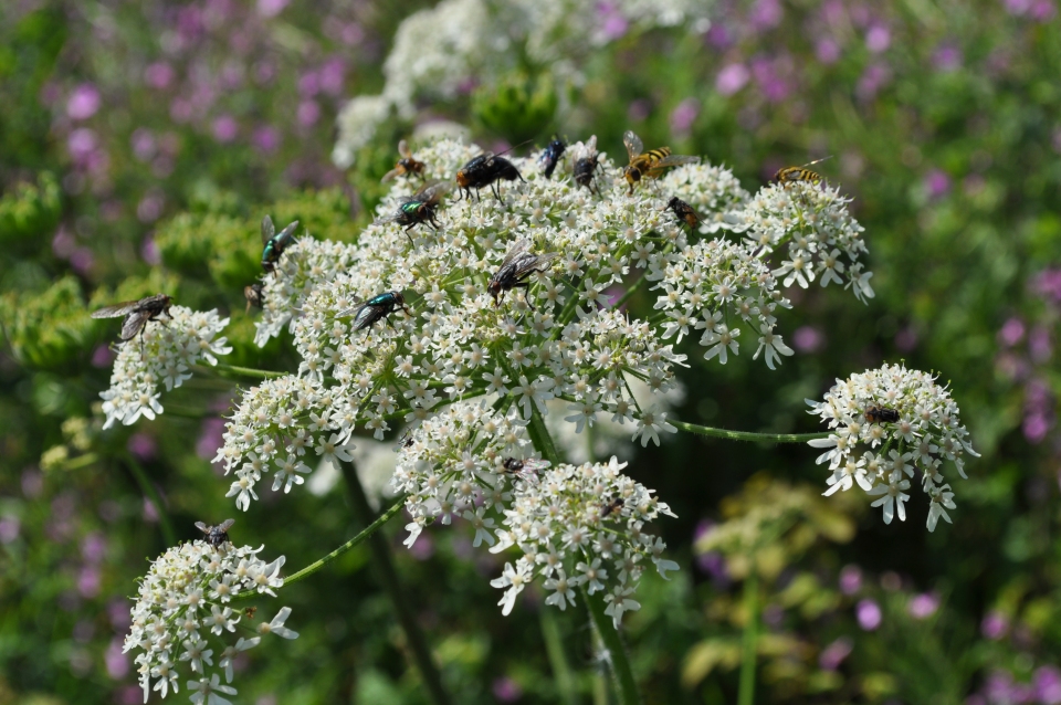 Angelica sylvestris