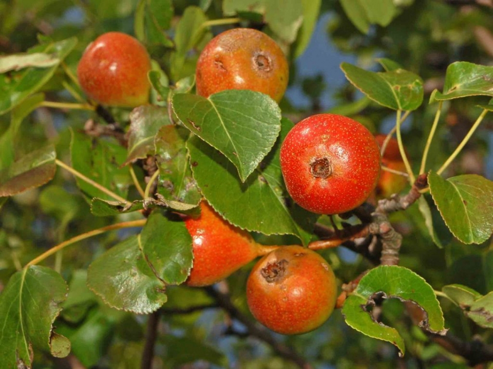 Pyrus pyraster