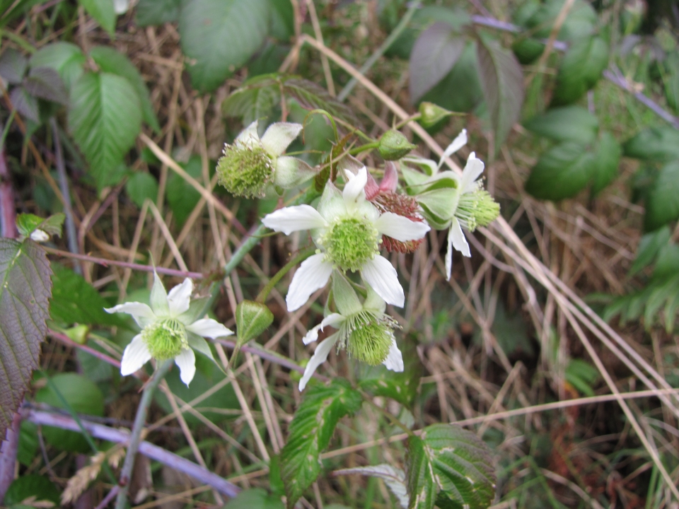 Rubus glaucus