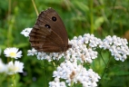 Achillea alpina