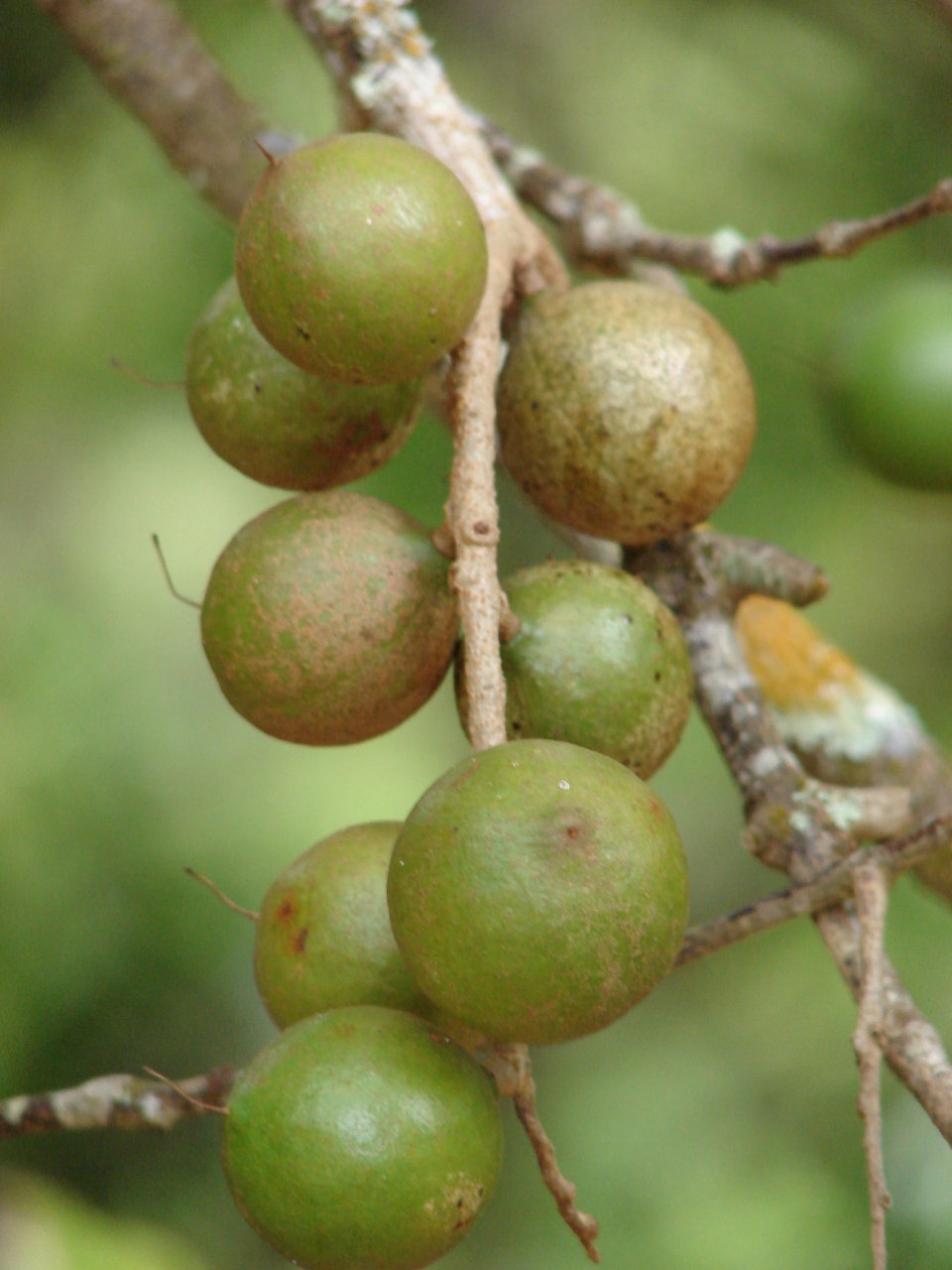 Macadamia integrifolia