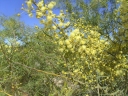 Acacia victoriae