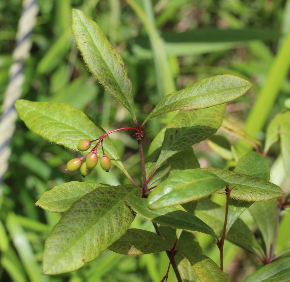 Berberis sieboldii