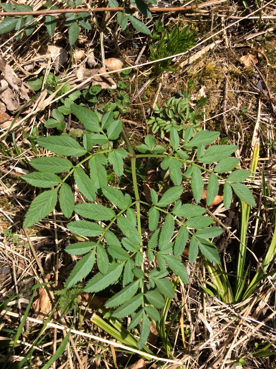 Angelica sylvestris