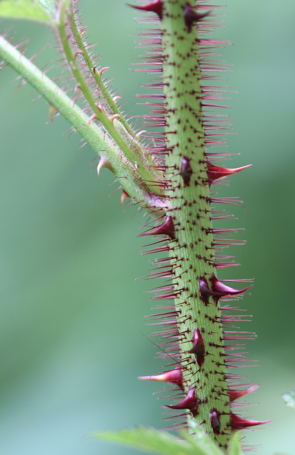 Rubus sumatranus