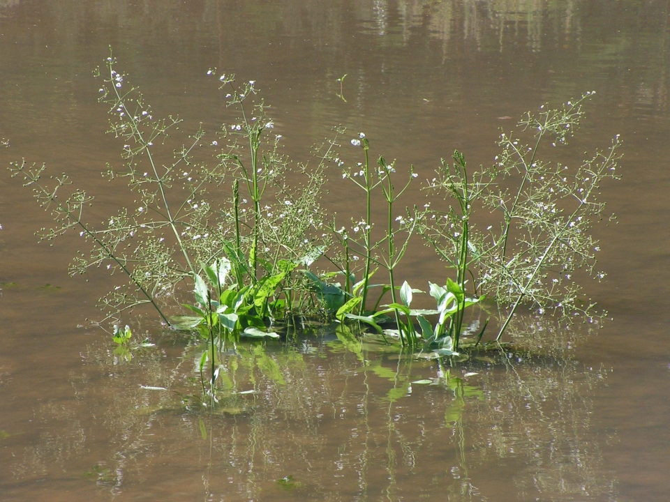 Alisma plantago-aquatica