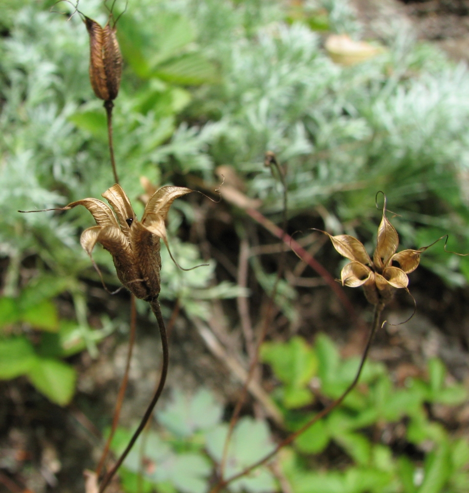 Aquilegia canadensis