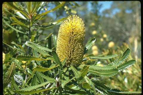 Banksia aemula