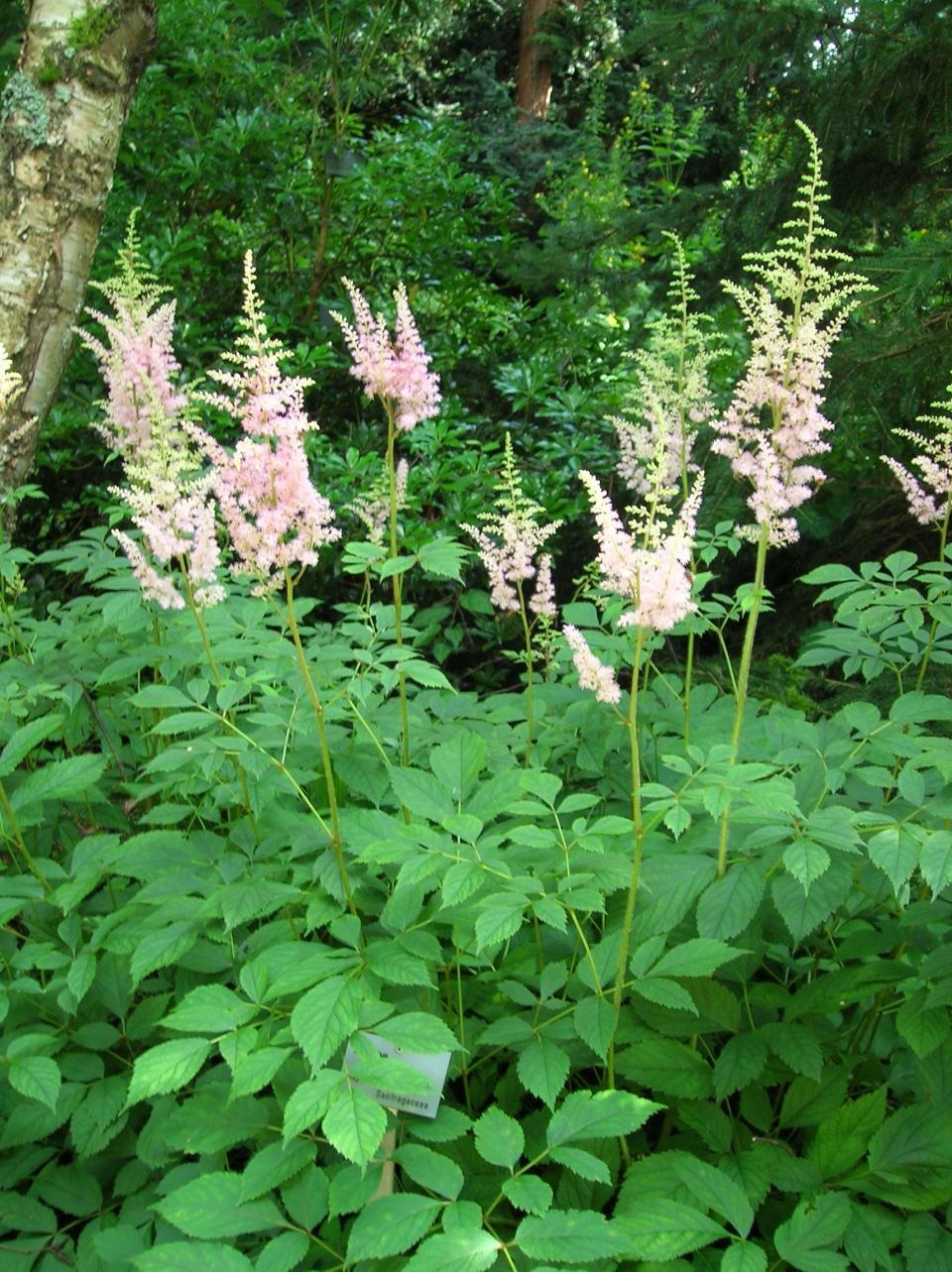 Astilbe thunbergii