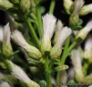 Baccharis pilularis