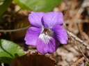 Viola obtusa