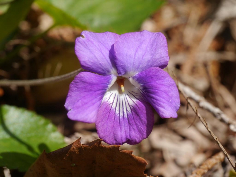 Viola obtusa