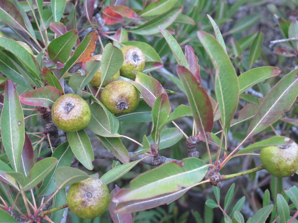 Pyrus spinosa