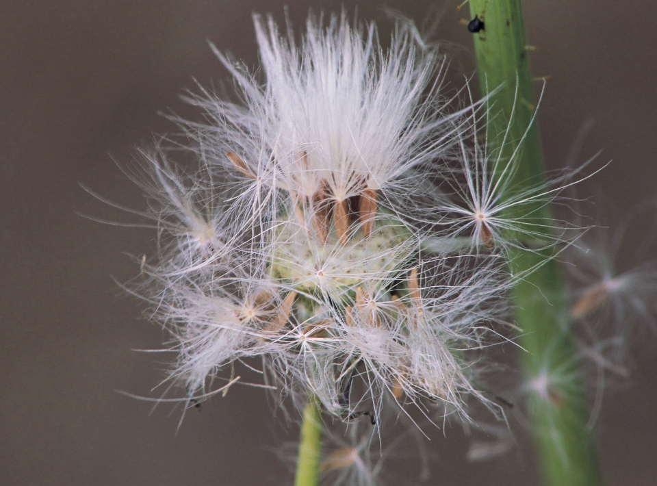 Sonchus oleraceus