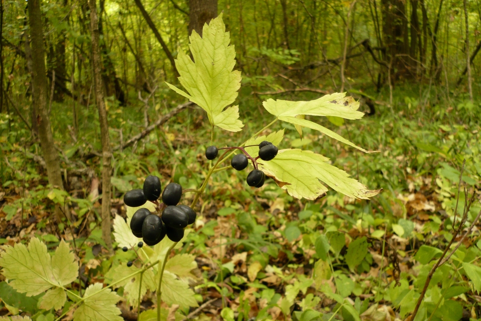 Actaea spicata