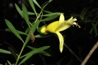 Eremophila maculata