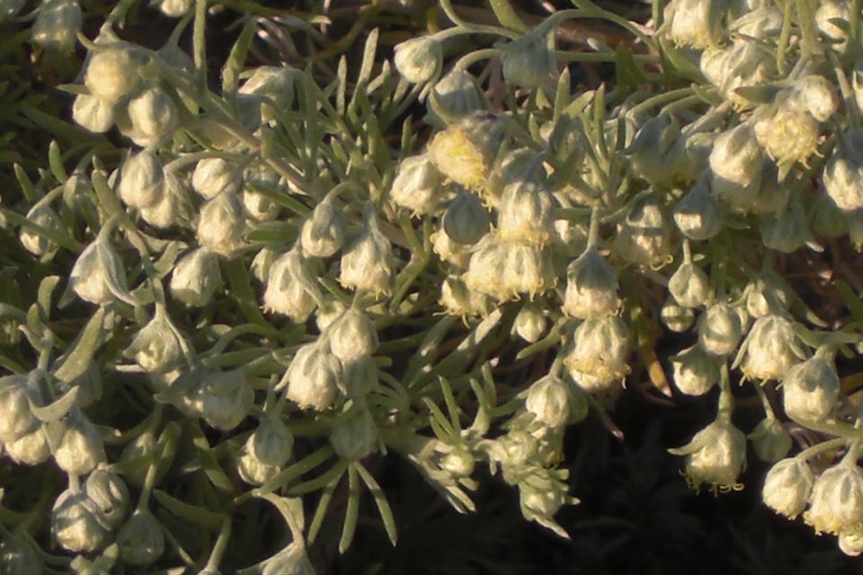 Artemisia schmidtiana