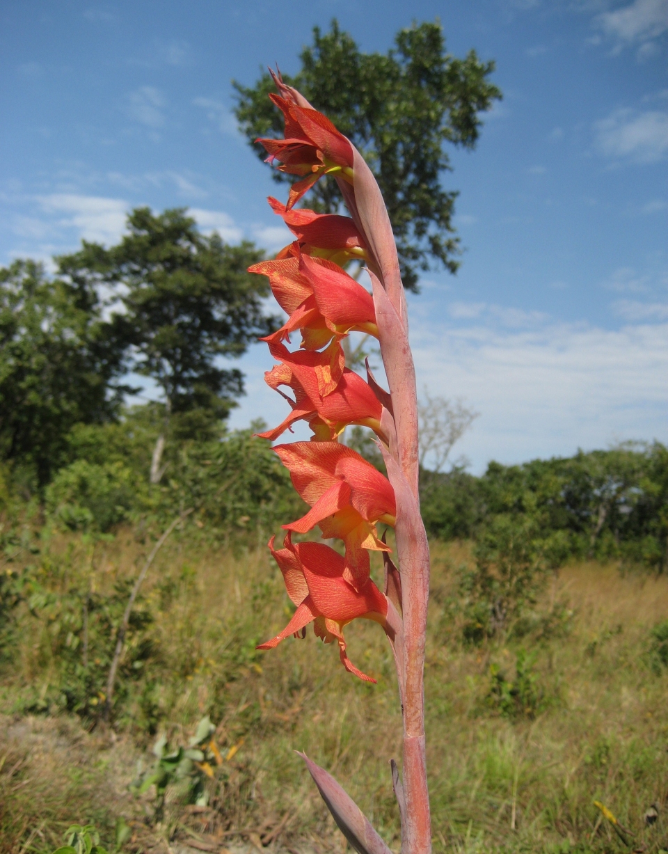 Gladiolus dalenii