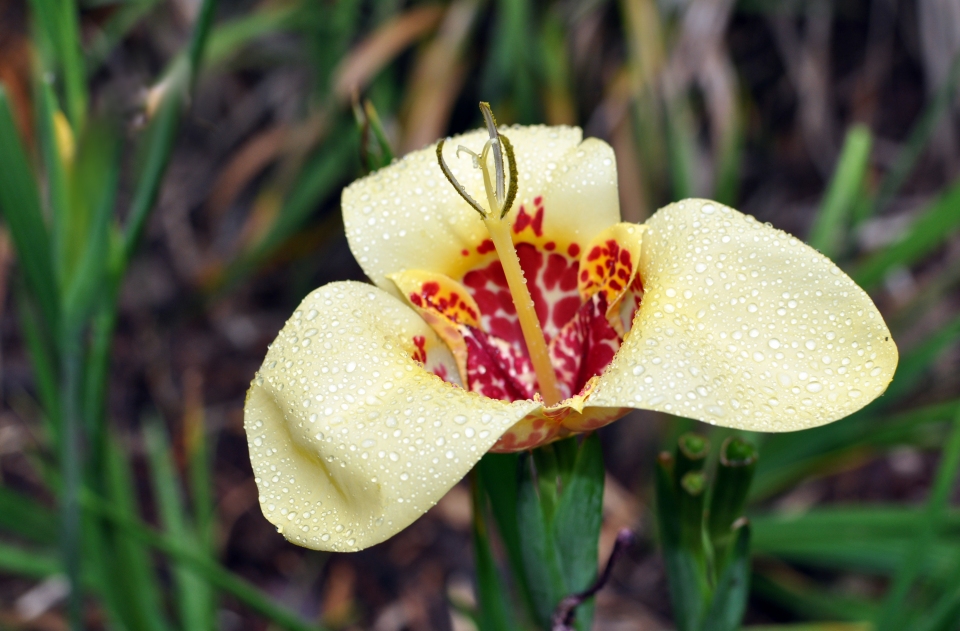 Tigridia pavonia