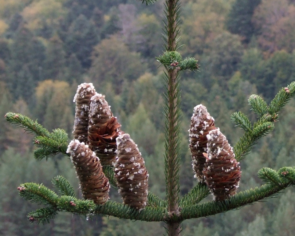 Abies alba