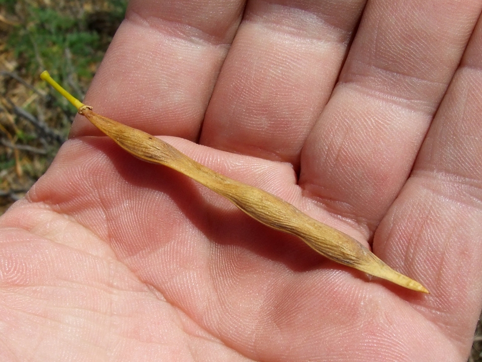 Parkinsonia aculeata