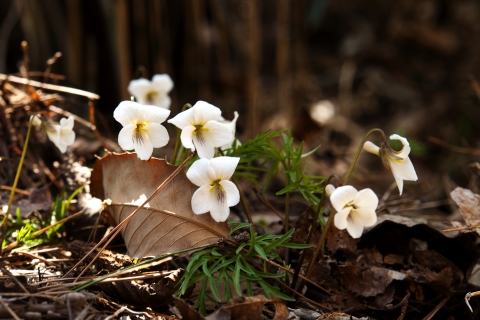 Viola chaerophylloides